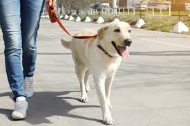 Walking Your Dog: How to Do It Well and Why It's So Important - Law's  Country Kennel
