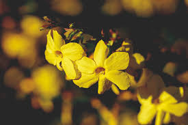 Colorful flowers attract butterflies, bees and other pollinating insects into there are such a wide array of climbing plants available, however, that it can sometimes be difficult to choose the perfect climbers for your garden. Best Climbing Plants And Shrubs For Winter The English Garden