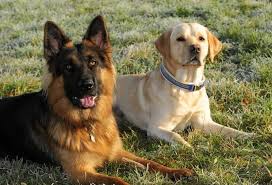 Though dna testing has become more readily available, it is still met with much skepticism on its accuracy. The Best 10 German Shepherd Lab Mix Puppy Tan