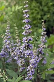 Image result for Vitex franceseana