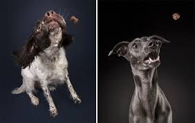 Image result for Recreation Pets Dogs Humor