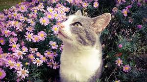 Keep your furry friends safe by choosing houseplants for your home that are nontoxic to them. 15 Cat Friendly Flowers And Herbs Ferry Morse Home Gardening 202 S Washington St Norton Ma 02766