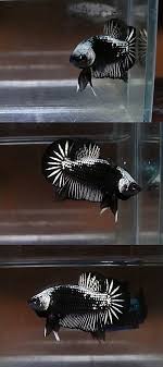 Homeaquaria Fishysarefriendsnotfoods Mom And I Both Love This One And So Does Everyone Else Cause Hes Got Lotsa Bids Wow Betta Fish Betta Pet Fish