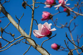 Image result for Magnolia White 1980 Amos and Sons