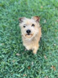 Cattle dog mix puppy looking for foster to adopt