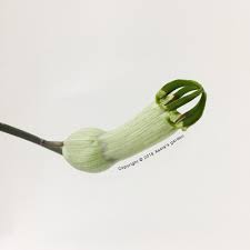 Image result for Ceropegia cimiciodora