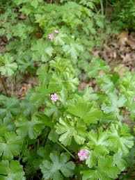 Image result for Geranium aculeolatum