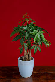 Image result for Pachira