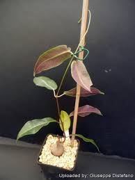 Image result for Tacazzea