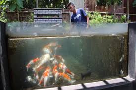 Check spelling or type a new query. Keren Pemuda Klaten Ini Sukses Berdayakan Santri Ponpes Berbisnis Ikan Koi