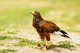 Jg pest control services london and its surrounding areas, the midlands, the north west, east and south bird and pigeon control by jg pest control, read more ». Get Rid Of Bird Problems Hawking With Birds Of Prey Pest Uk