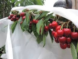 Scale insects can be serious pests for fruit and nut trees, currants, grapes, and raspberries. Fruit Tree Sleeves Pack Of 2 Plant Protection Gardening Pest Control Buy Online In Burkina Faso At Burkinafaso Desertcart Com Productid 69230986
