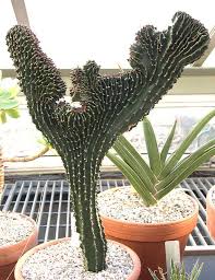 South African Succulent A Z Euphorbia Candelabrum Cristate Cactus Plants Succulents Euphorbia