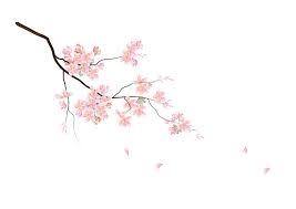 Sakura cherry blossom spring pink tree bloom branch blossom nature. Cherry Blossom Graphics Images