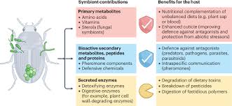 Image result for Buchnera affinis