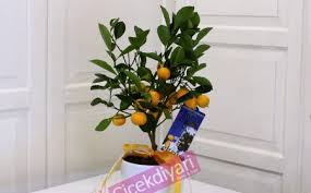 Limon ağaçlan, tohumuyla (çekirdekleriyle) üretilebilir. Minyatur Meyve Agaclari Ne Kadar Buyur Minyatur Meyve Agaci