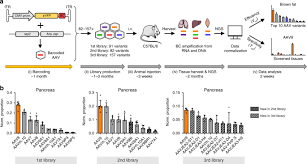 The trunk is the body excluding the head and limbs. Identification Of A Myotropic Aav By Massively Parallel In Vivo Evaluation Of Barcoded Capsid Variants Nature Communications