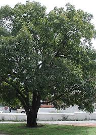 Image result for Ekebergia