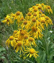 Image result for Heteropyxis dehniae