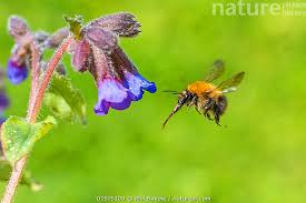 Image result for Bombus pascuorum