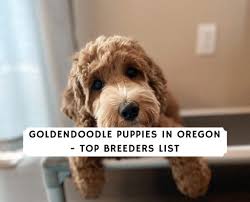 We are silver & gold paw certified members of the australian labradoodle association of america and abide by the organization's standards for excellence. Goldendoodle Puppies In Oregon Top 5 Breeders 2021 We Love Doodles