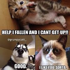 I Ve Fallen And I Can T Get Up Meme I Ve Fallen And I Can T Get Up Funny Grumpy Cat Memes Grumpy Cat Meme Grumpy Cat