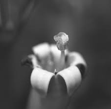 Image result for Canthium oligocarpum