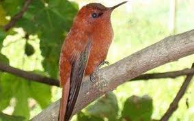 Director de buin zoo descarta cierre a pesar de grave crisis económica. Precios Y Horarios Buin Zoo Inaugura Carnaval De Aventuras Para Vacaciones De Invierno Redes Sociales 24horas