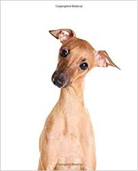 Check spelling or type a new query. Journal Italian Greyhound Puppy Fawn Notebook Publications Dreamflight Amazon De Bucher