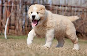 In soul of asia kennel we work with the best examples of the shepherd's dogs of asia, which are also known as alabai dogs, or central asian shepherd dogs, tobet, sage chuponi, sage koochi, etc., probable the oldest guardian breed in the world. In The Suburbs Alabai Bit Off A Woman S Hand Why These Dogs Attack People Pictolic