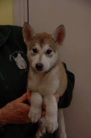 The tamaskan dog is a large working dog and as such has an athletic look to it. Tamaskan Pups For Sale Edinburgh Midlothian Pets4homes