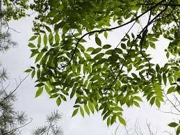 See full list on vanderbilt.edu 13 Species Of Ash Trees
