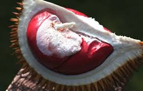 Các loại bệnh hại trên cây sầu riêng thường ảnh hưởng rất lớn đến sự phát triển cũng như năng suất và chất lượng trái. Cay Sáº§u Rieng