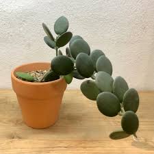 Image result for Xerosicyos