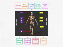 We did not find results for: Sistem Rangka Manusia Recursos Didacticos