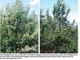 Requires cross pollination with bartlett or any other pear with the same bloom date. Vigor Control And Promotion Of Fruiting Of Pear Trees Good Fruit Grower