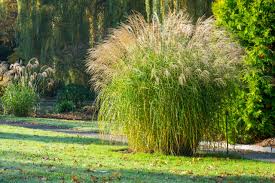 Image result for Miscanthus sinensis