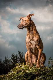 Wieselblitz Individuelle Mensch Und Haustierfotografie Dog Photography Outdoor Animal Photography Dog Portrait Photography