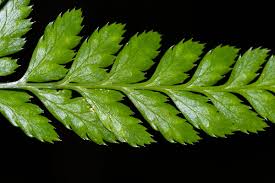 Image result for Arachniodes webbiana