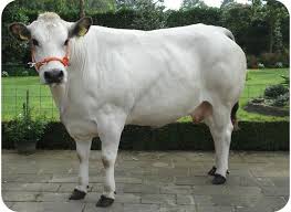 Call us for more information.we look forward to hearing from you. Piemontese Cow Vacas Animales Ganado