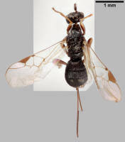 Image result for Triaspis