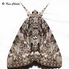 Image result for Catunaregam swynnertonii