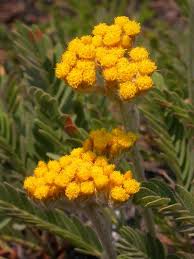 Image result for Helichrysum mechowianum