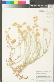 Image result for Pseudognaphalium luteo-album