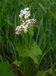 Image result for Fagopyrum esculentum