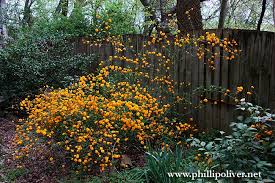 Image result for Kerria