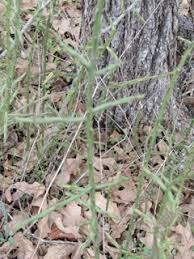 Although some fungal infections do little damage to cacti, others that are left untreated can lead to the death of the cactus. Eradication Of Pencil Cactus 113692 Ask Extension