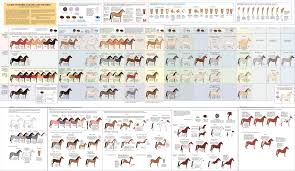Guide To Horse Colors And Patterns By Majnouna On Deviantart Horse Coloring Horse Color Chart Horse Coat Colors
