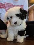 Standard and Mini Sheepadoodle Puppies For Sale | Poodles ...
