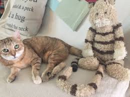 Jellycat bunglie kitty kitten cat 7 beanbag plush stuffed animal tan brown. Jellycat Looking At Your Blog I Saw A Familiar Face My